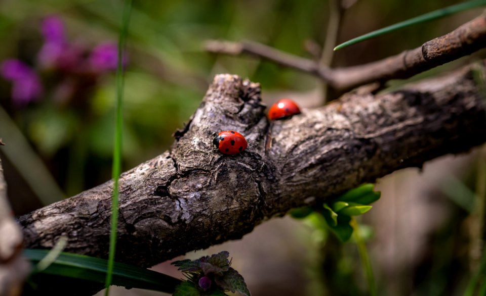 Lady Bugs On Branch