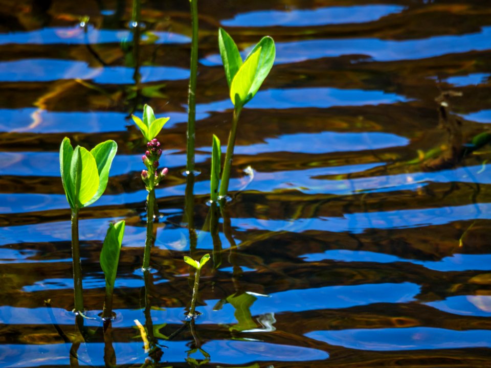 Love Green Blue Yew Lake Hike At Cypress --victoriaday-2015-vancouver-em10-20150518-P5180126