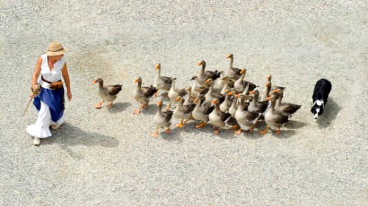 Woman In White Sleeveless Shirt Walking On Gray Sand Followed By Brown And Black Ducks And Black And White Dog