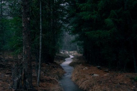Stream In Forest At Dusk photo