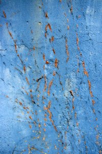 Vine Tracks On Blue Concrete Wall