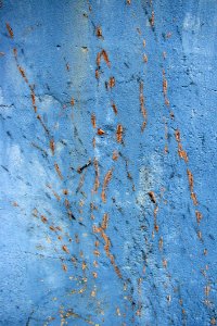 Vine Tracks On Blue Concrete Wall photo