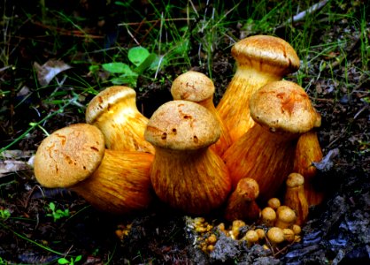 Gymnopilus