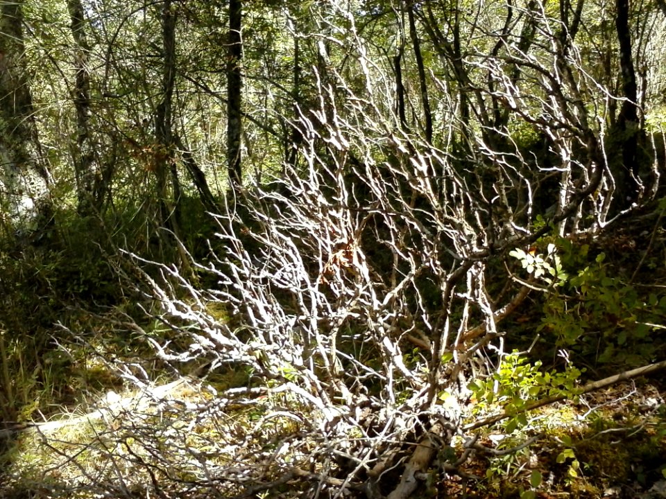 Plant Community Plant Natural Landscape Twig