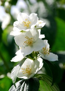Yellow And White 4 Petaled Flower