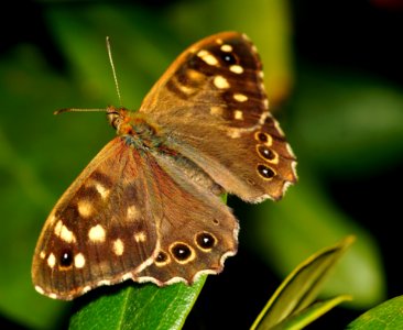 Brown And Black Butterfly