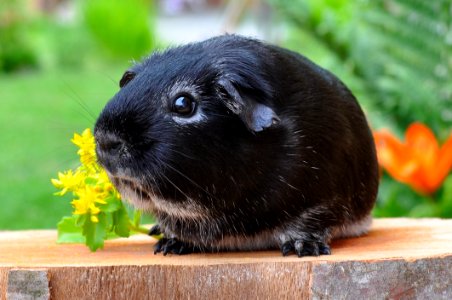 Black Guinea Pig On The Plank