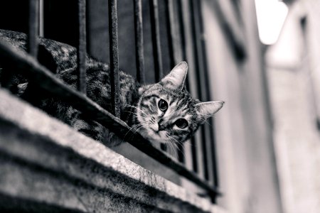 Cat On Balcony