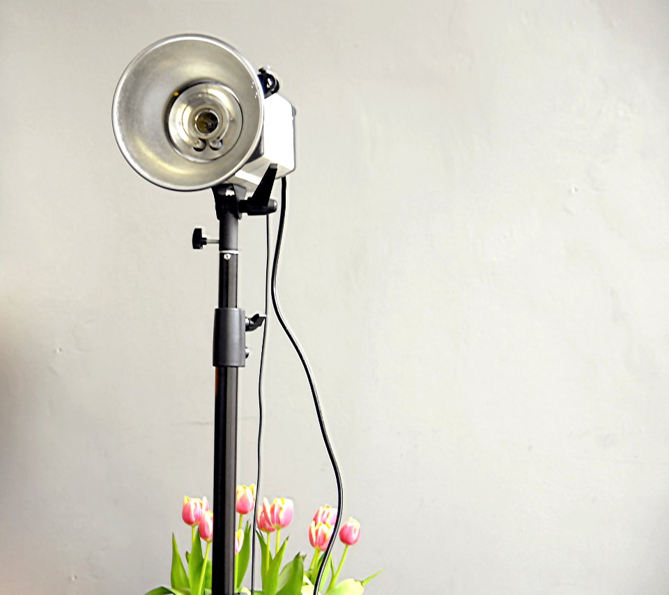 Studio Light And Tulips