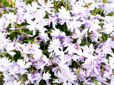 Group Of Pale Lavender Flowers Background