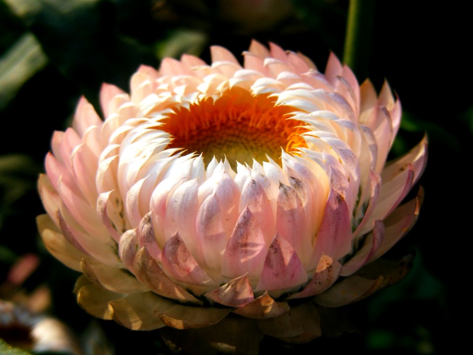 White Multipetal Flower