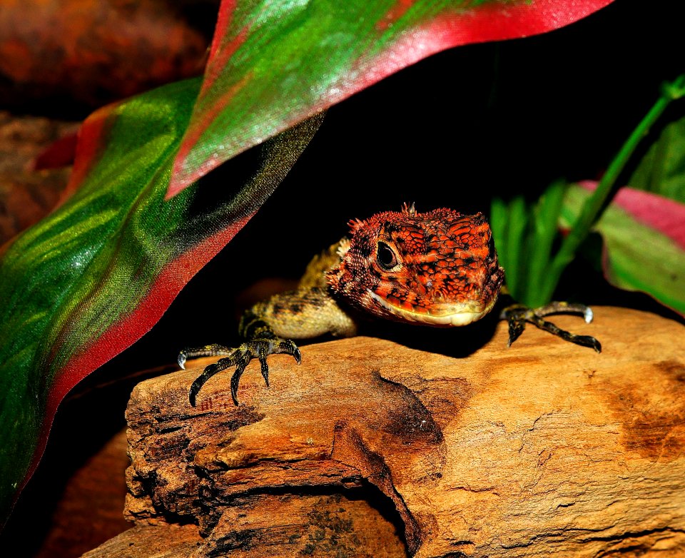 Red Black And Beige Reptile