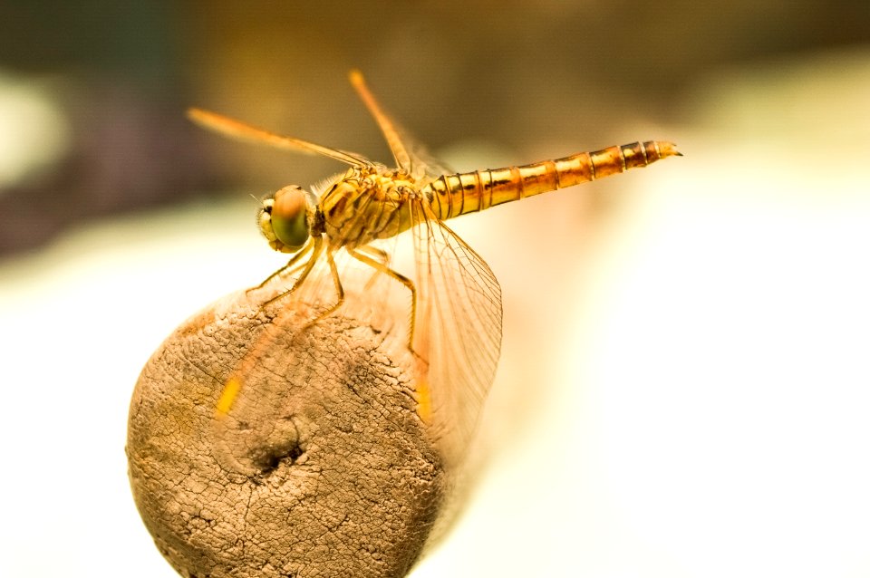 Yellow Dragonfly On Brown Wooden Stick During Daytime