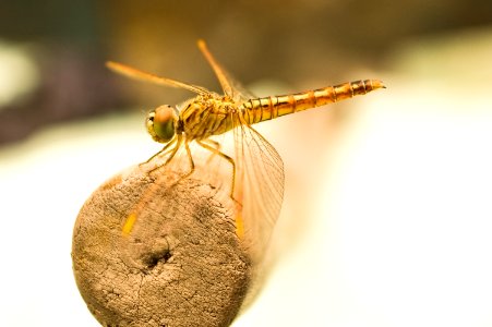Yellow Dragonfly On Brown Wooden Stick During Daytime photo