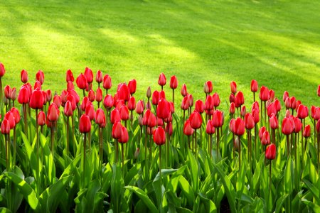 Red Tulips On Green Grass Field