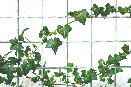Fence With Vine