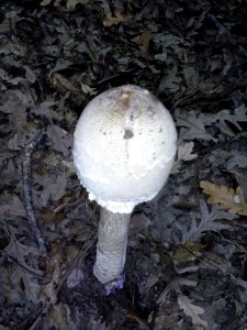 Toadstool In Leaves