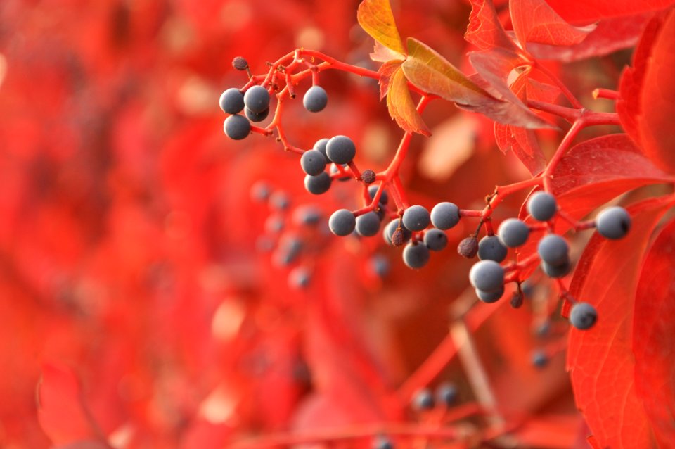 Autumn Berries