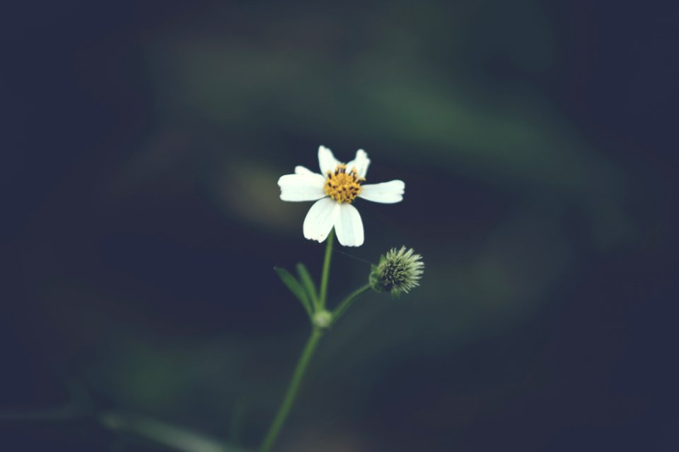 White Flower
