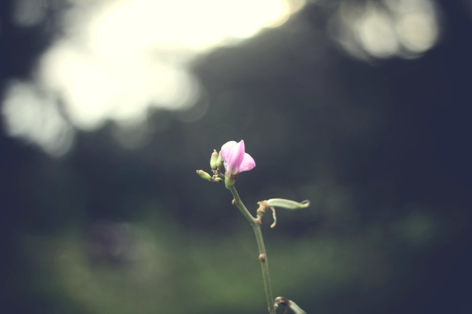 Budding Flower