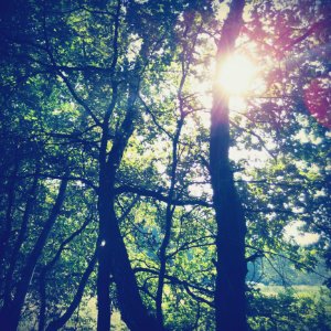 Sunlight Streaming Through Trees photo