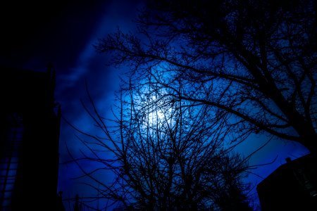 Moon Behind Trees photo