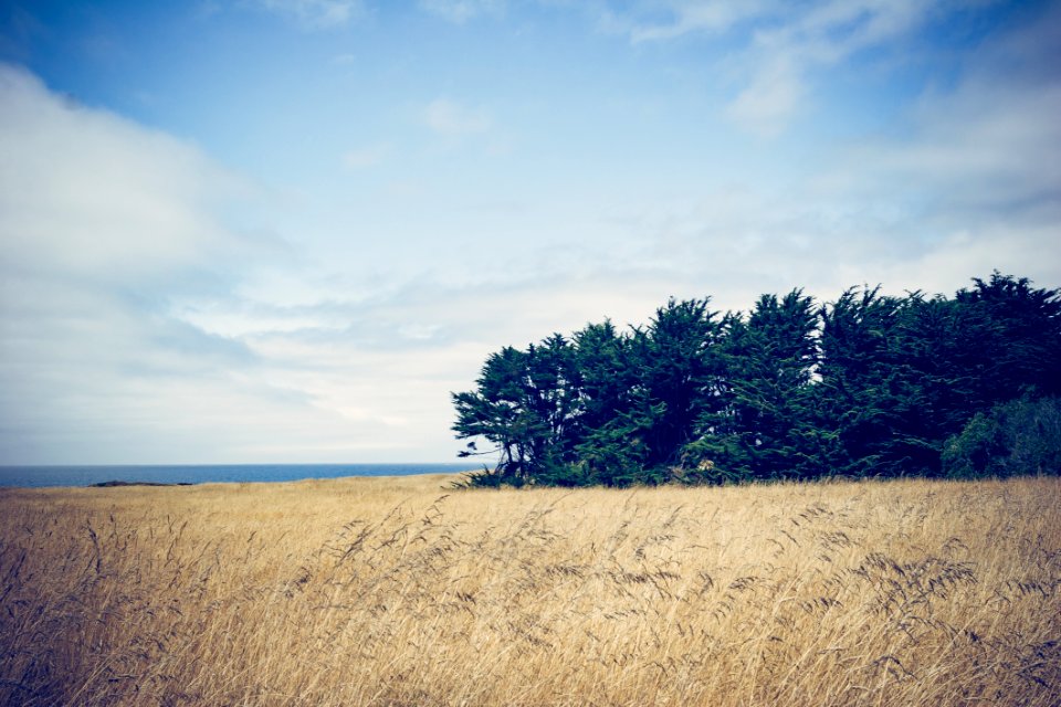 Fields Of Grass