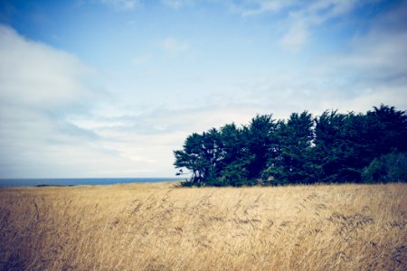 Fields Of Grass