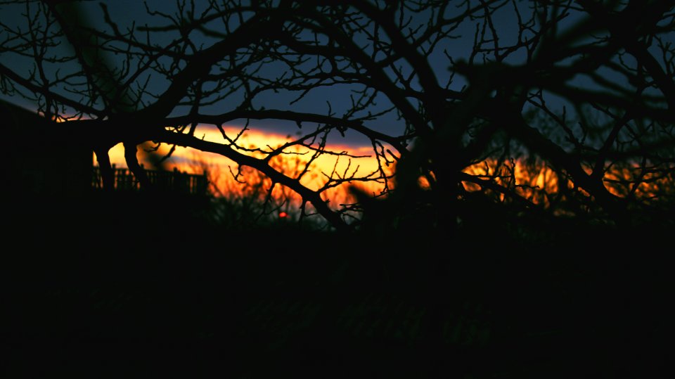 Silhouetted Tree Branches At Sunset photo