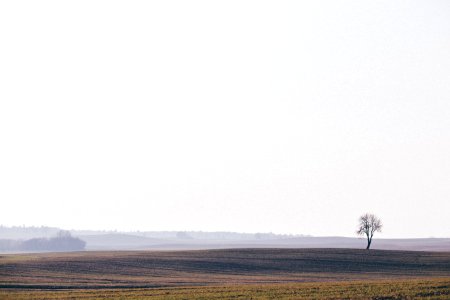 Crop Field Landscape photo