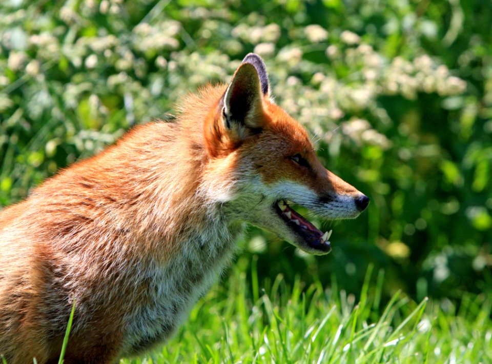 Brown Fox In Green Grass Field During Daytime