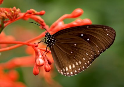 Black And White Butterfly On Red Flower