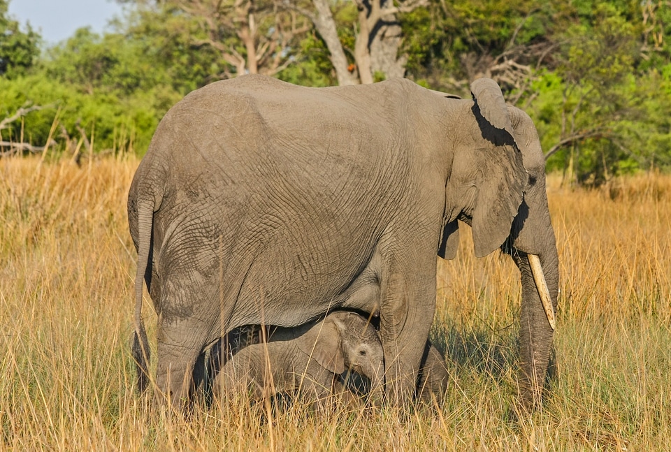 African bush elephant nature south africa