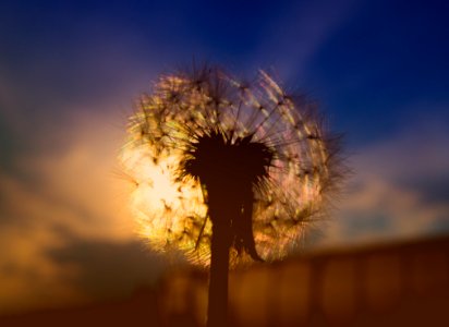 Dandelion Seeds Closeup