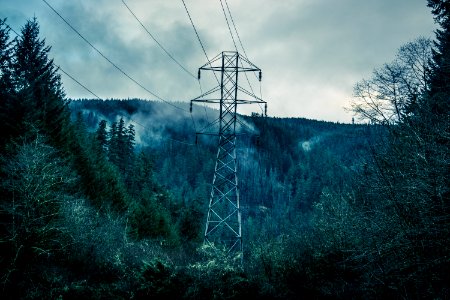 High Voltage Line In Forest photo