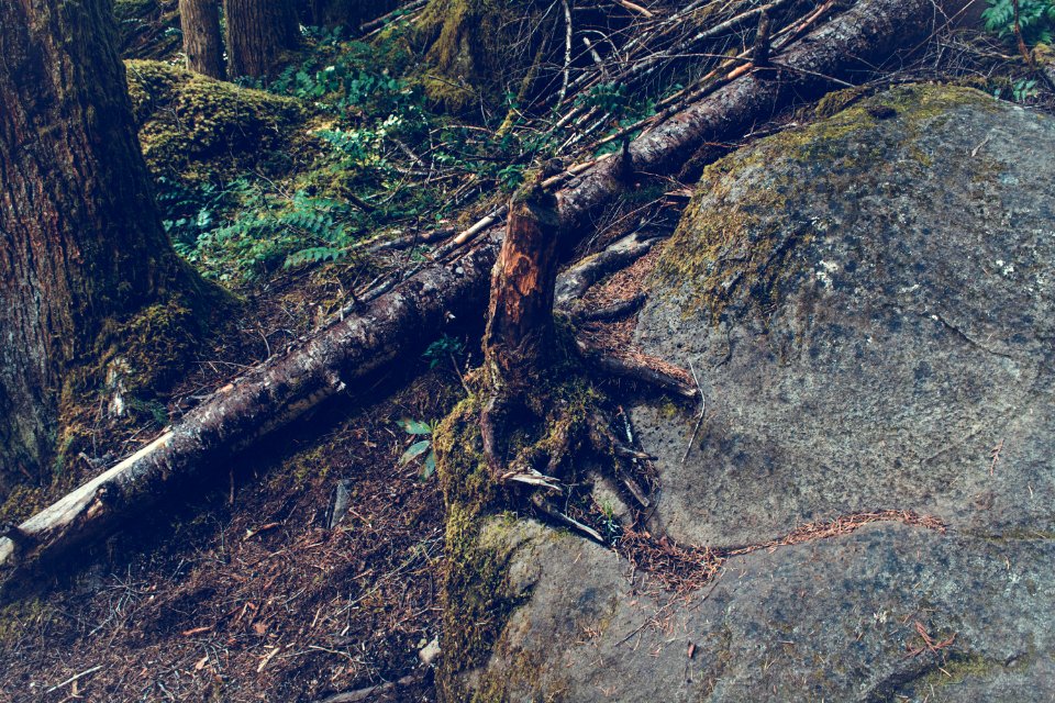 Fallen Tree In Forest