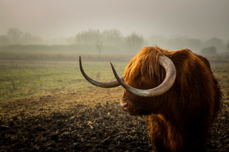 Highland Cattle Bull