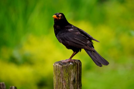 Black Bird Perched On Brown Wooden Pedestal Closeup Photography During Daytime