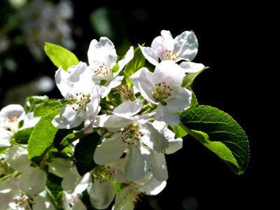 Blossom Macro