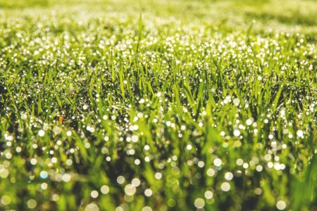 Dew Drops On Field Of Grass photo