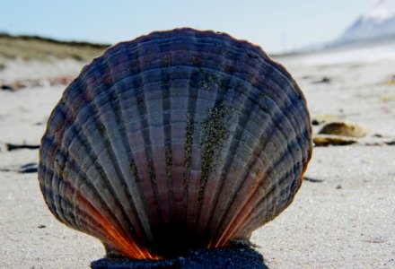 Sea Shells (31) photo