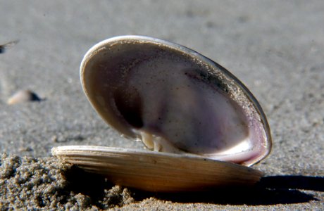 Sea Shells (24)