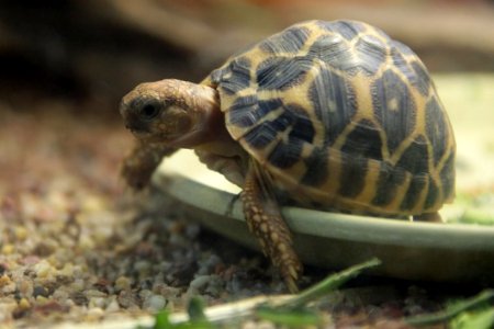 Baby Turtle