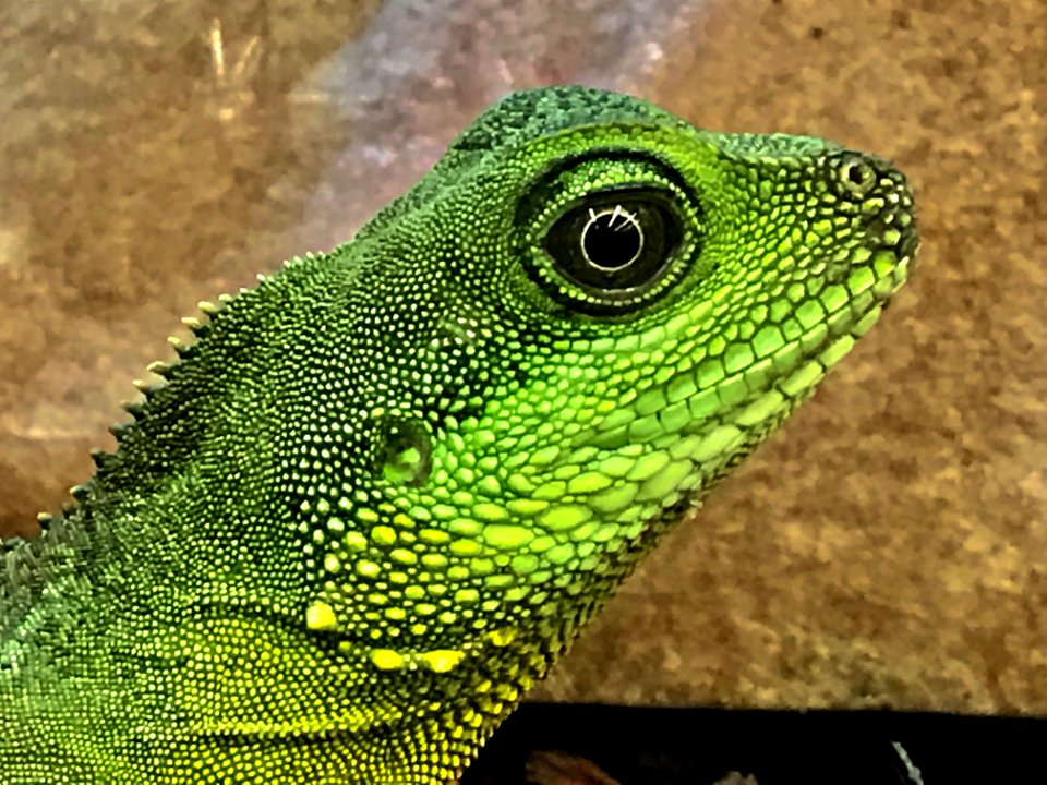 Profile Of Green Lizard