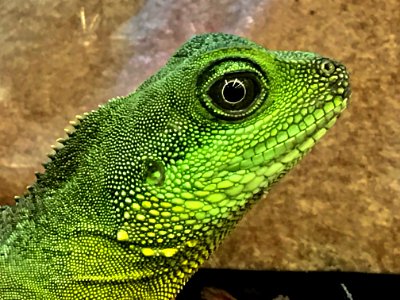 Profile Of Green Lizard photo