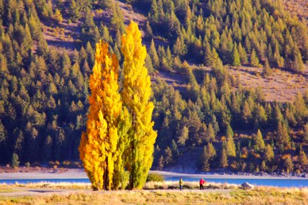 Tall Cypress Tree photo