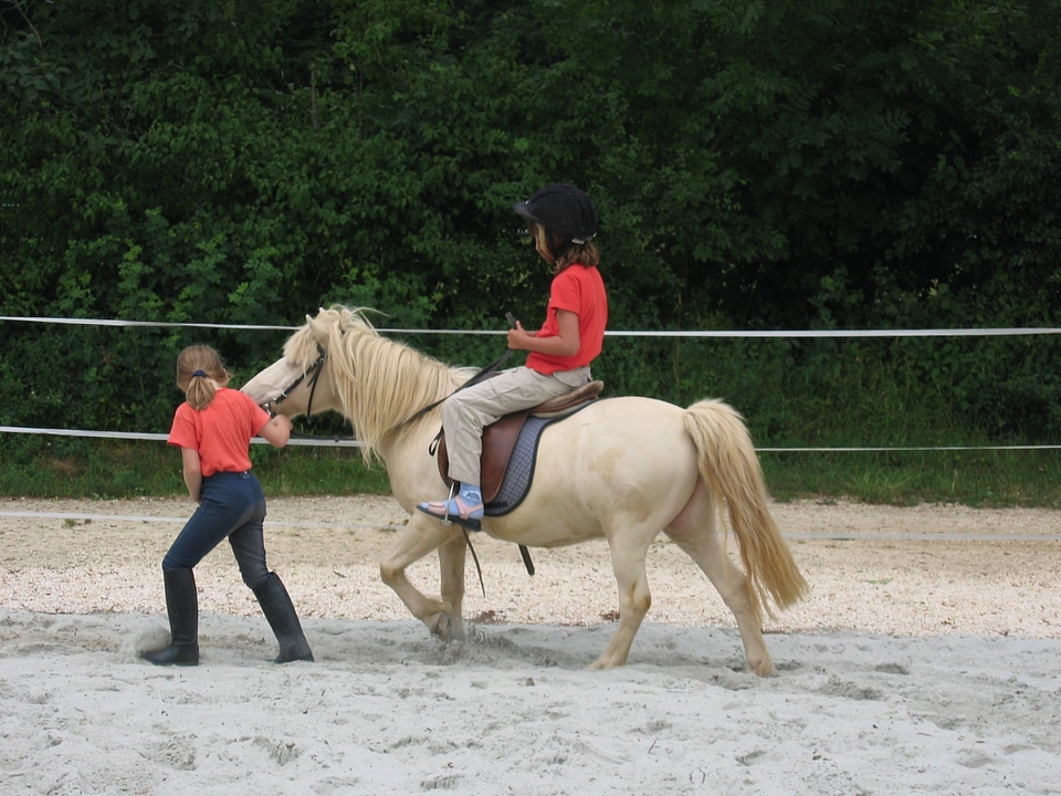 Horse coupling reiter