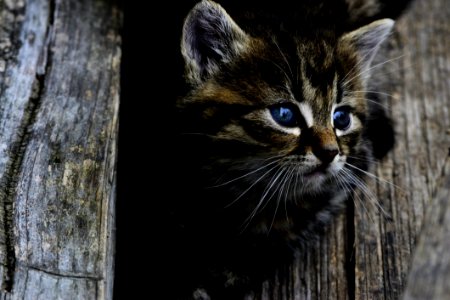 Kitten Portrait