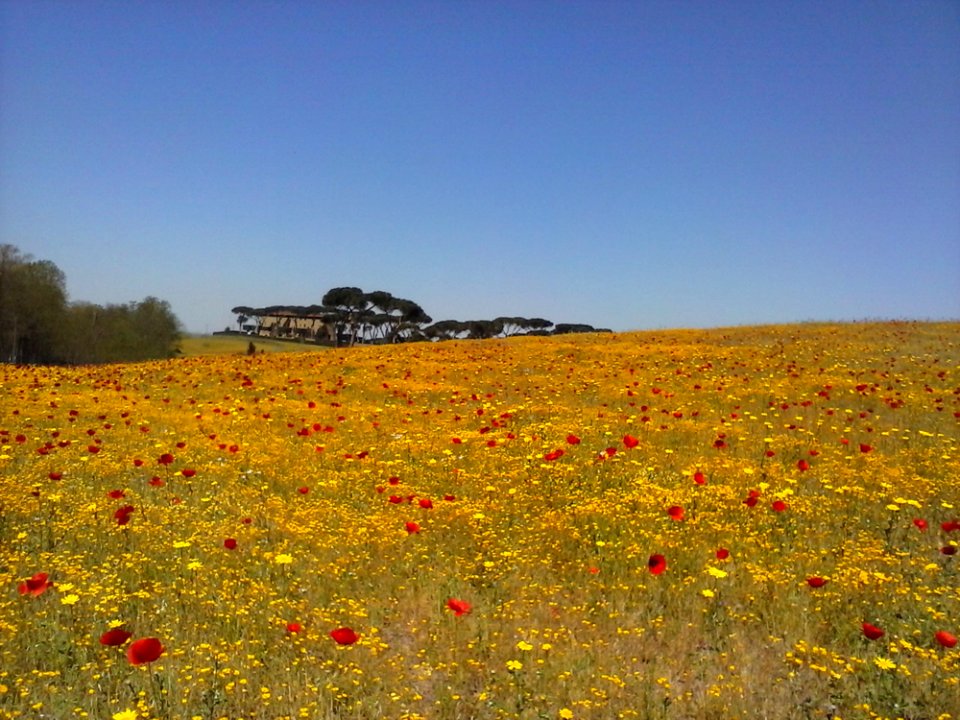 Flower Plant Sky Plant Community