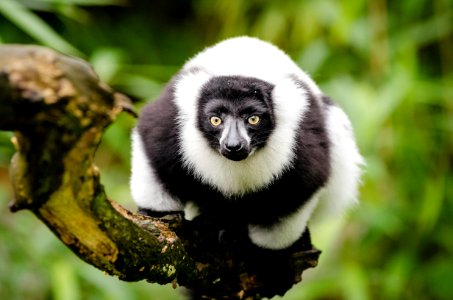 Black And White Ruffed Lemur